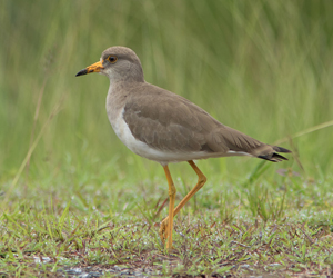 Саарал зуунхурга